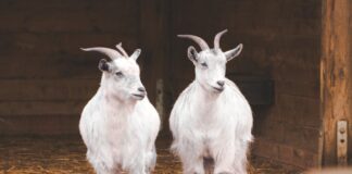 The Ultimate Best Small Town Acne Scars Natural Remedies Guide for Beginners - Professional image